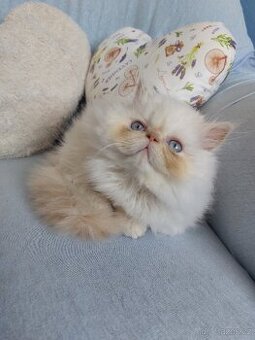 Perský bílo-rezavý kocourek