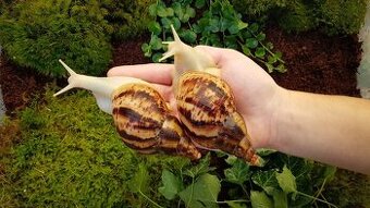 Africký šneci Lissachatina reticulata Albino body