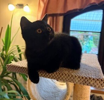 Britská koťata...kocourek