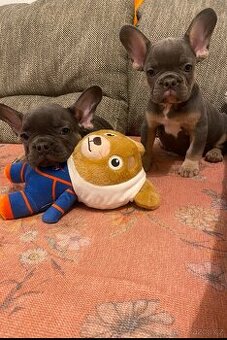 Francouzsky buldoček bez Pp