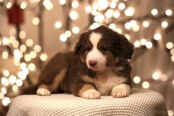 Miniaturní americký ovčák s PP