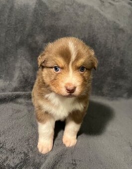 Australský ovčák s PP - štěňata - 1