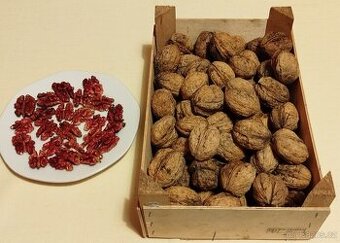 OŘECHY Ořešáku vlašského, odrůda SYCHROV