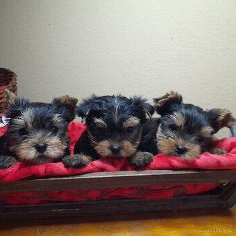 Jorkšírský teriér