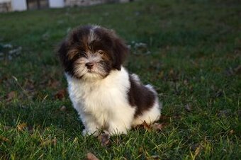 Havanský psík s PP - pejsek k odběru