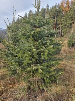 Vánoční Stromky - Jedle Kavkazská