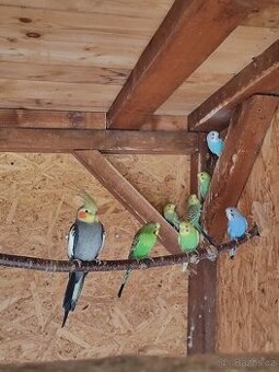 Krásné mladé Andulky