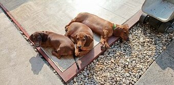 Jezevčík hladkosrstý standart