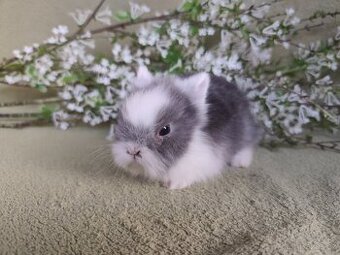 Nádherný Teddy sameček s VP