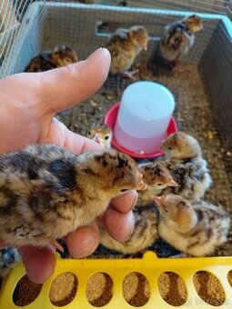 Dobrý den, nabízím bronzová krůťata