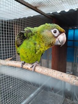 Papoušek konžský gf