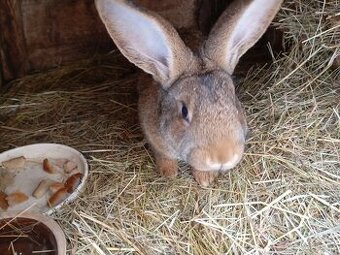 Prodám mladé samice na chov.