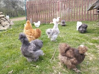 Appenzelsky chocholaci, hedvabnicka, Faverolky, Araucana