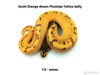 Krajta královská (Python regius) - mláďata