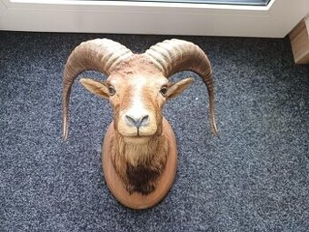 Muflon trofej preparace bezvadný stav - 1