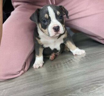 Stěně American Bully