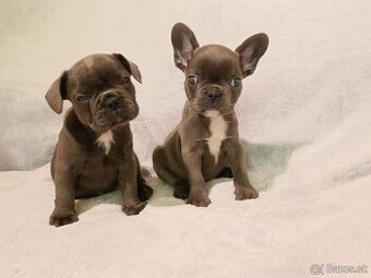 Francouzský buldoček, šteniatka Blue, Faun, Black Tan