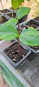 Čierna sapota- Diospyros digyna - 1
