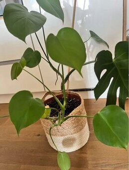 Monstera
