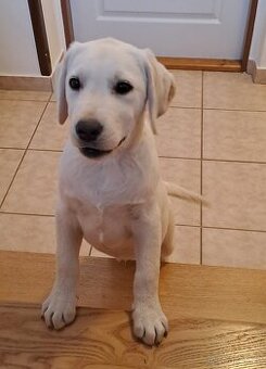 Labradorský retriever s PP- volný pejsek
