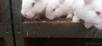 Belgičtí obři bílí 3 měsíce - 1