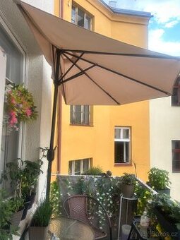 Balkonovy slunecnik, poloslunecnik bezovy