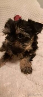 Jorkšírský teriér