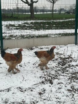 Brahmánka porcelánová