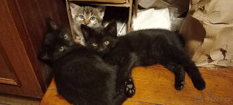 DARUJEME koťátka, koťátko, kotě, kocourka, kočičku