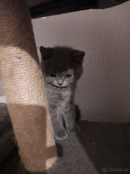 Nabízím čistokrevná britská koťata bez PP