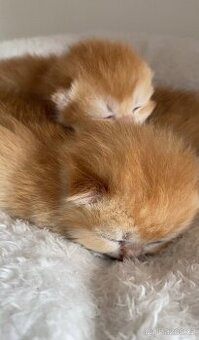 Britská zlatá činčila – čistokrevná, s rodokmenem, z chovate