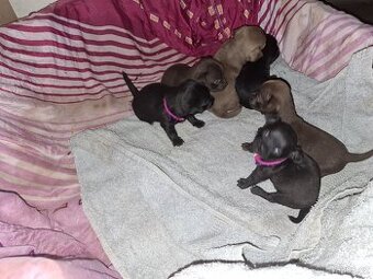 Čivava krátkosrstá