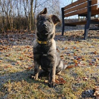 Německy ovčák s PP - volný pejsek