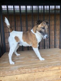 Fox terier hladkosrstý