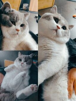 Kryti britsky kocour s PP