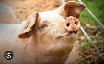 Prodáme prase 180 kg