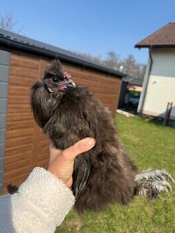 Daruji kohoutky hedvabnička drobná