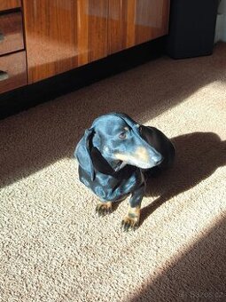 Nabídka krytí – jezevčík krátkosrstý (bez PP)