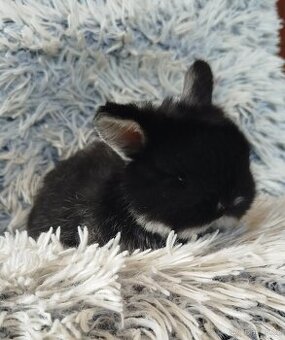 Minilop - anglický zakrslý beránek