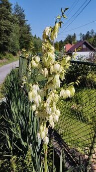 Juka vláknitá, jarní výsadba, cena za 10 rostlin