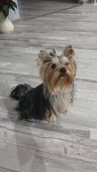 Jorkšírský teriér s PP- krytí