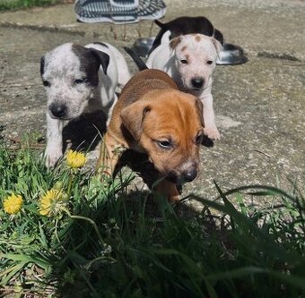 Stafordšírský bulteriér