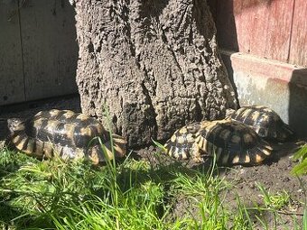 Testudo marginata samci