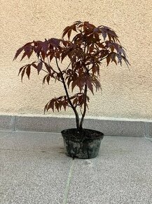 Bonsai, Bonsaj, japonský javor, 2ks