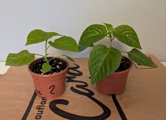 Sazenice chilli - Habanero Albine