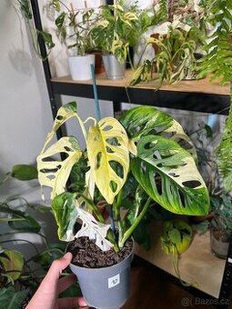 Monstera Adansonii Variegata (tricolour) - 1