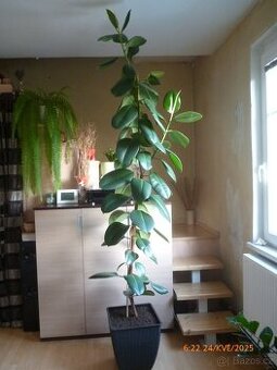 Vzrostlý FIKUS výška 275 cm