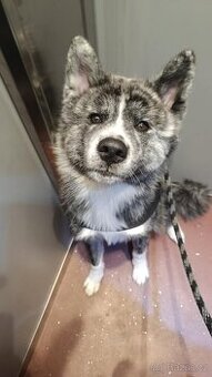 Micutoshi Kuroma ( akita inu s pp)