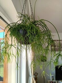 Rhipsalis Cereuscula