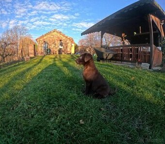 Hnědý štěně labradora (KLUK)